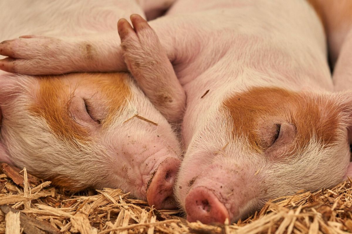 kuschelnd schlafende Schweinekinder im Stroh