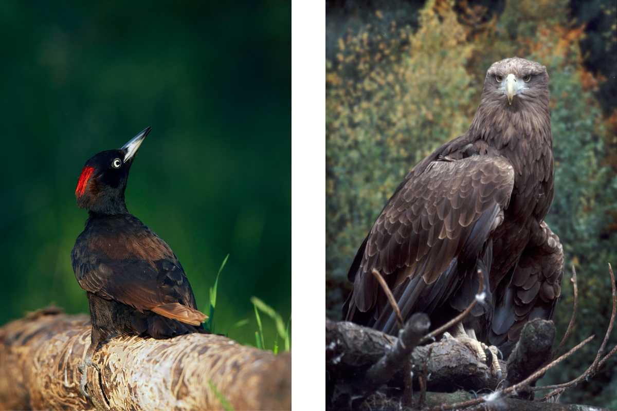 Schwarzspecht und Seeadler in freier Wildbahn