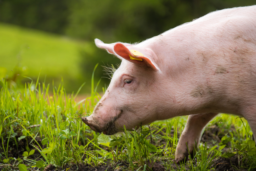 Foto 1: Ein junges Schwein auf einer Wiese