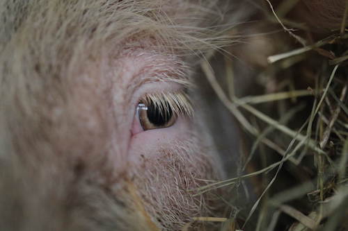 Elses Auge, © Stiftung Hof Butenland/Karin Mück