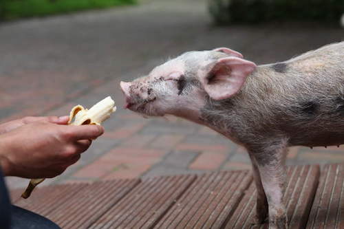 Rosa-Mariechen mit Banane, © Stiftung Hof Butenland/Karin Mück