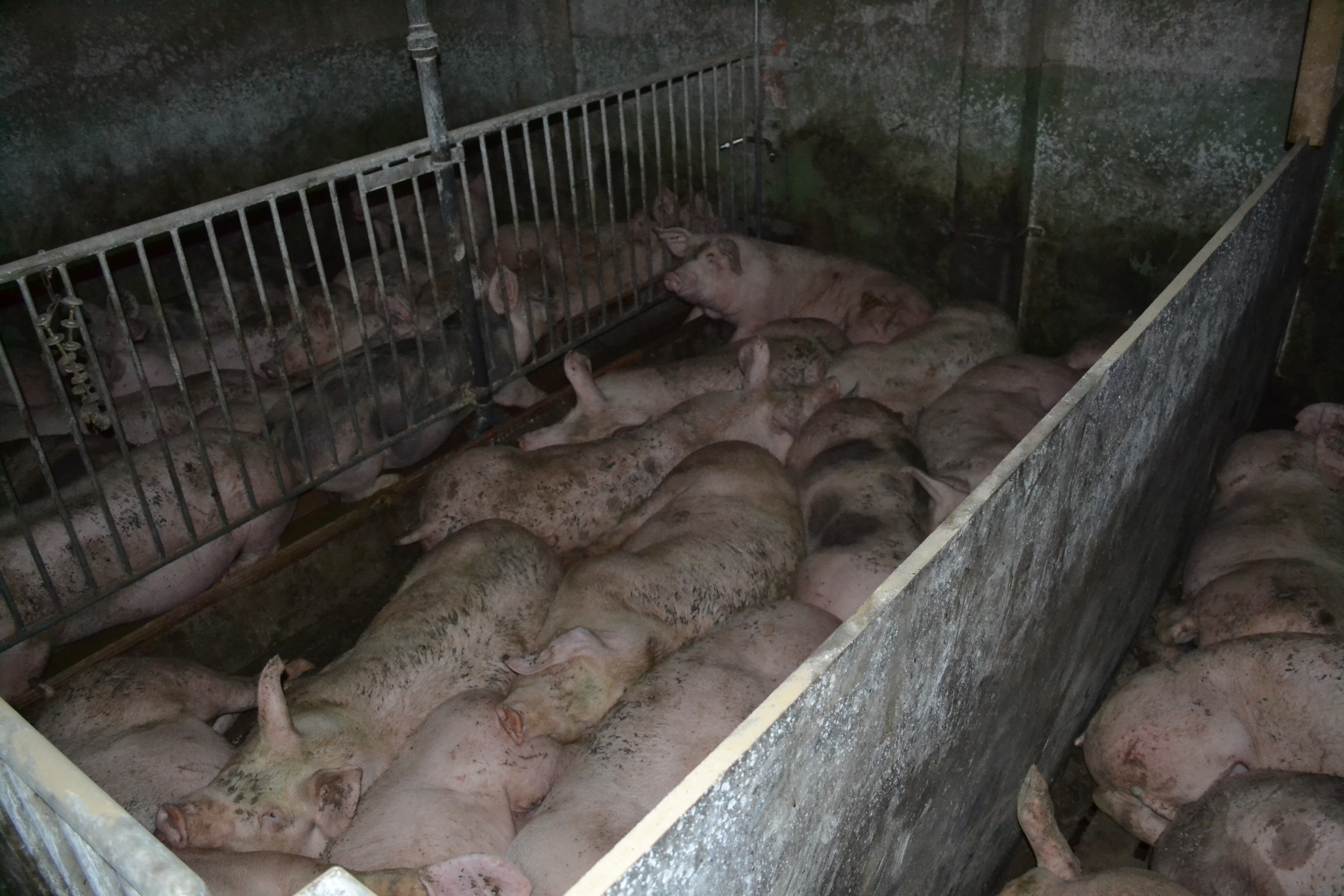 Foto 2: Schweine im Dunkeln auf Spaltböden