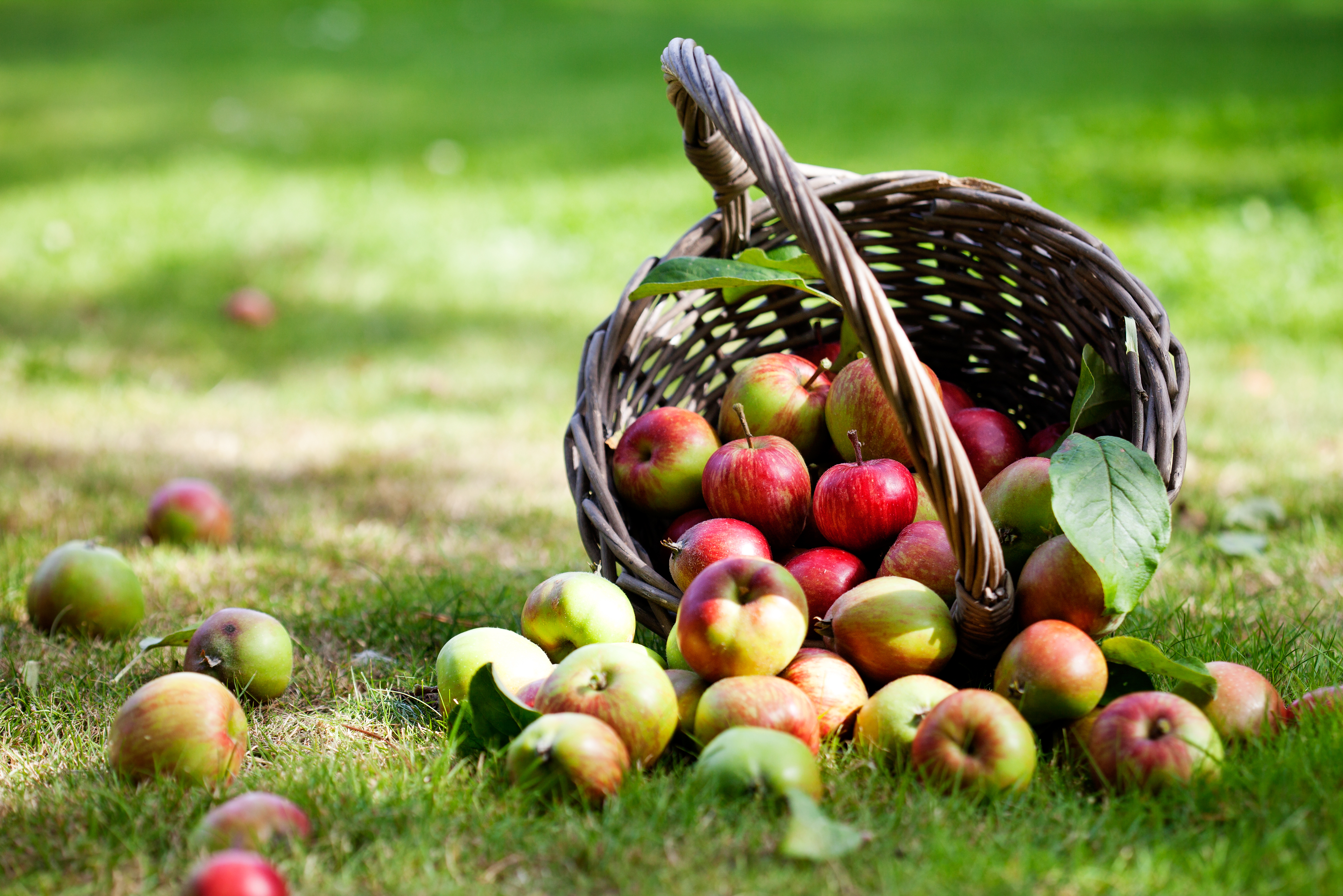 Frucht des Monats Apfel Vegane Gesellschaft Österreich