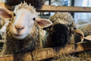 Mussen Schafe Nicht Sowieso Geschoren Werden Vegane Gesellschaft Osterreich