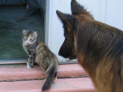 Hund und Katze