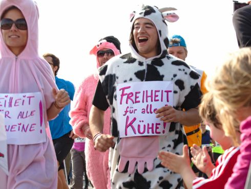 Kühe und Schweine begleiteten den Lauf