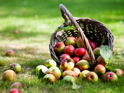 Frische Äpfel vom Baum