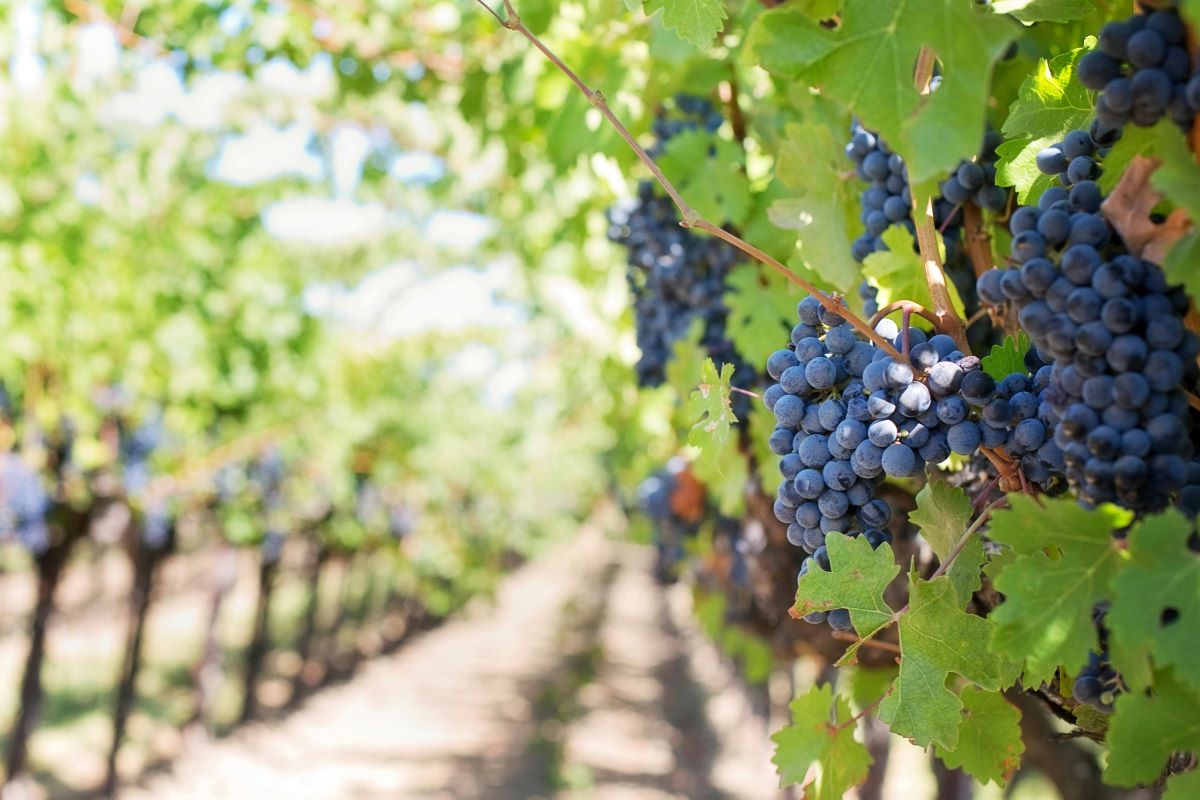 Weingarten mit Weinreben im Vordergrund